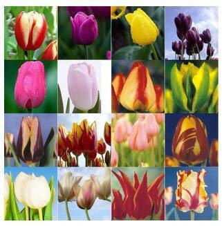 Tulipes Bonsaï, pas de bulbes de tulipes, graines de tulipes hydroponiques pour bonsaïs - 50 pcs