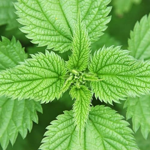 500 Graine Ortie - Urtica Dioica - Ortie Commune - 218