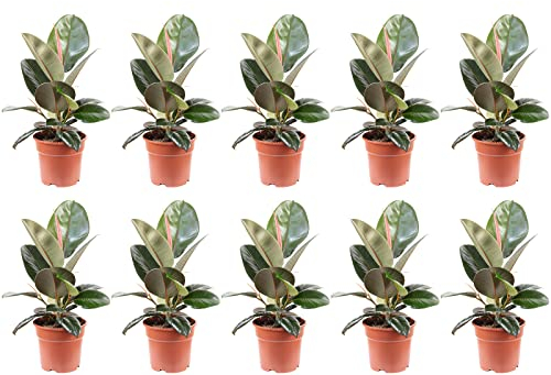 Set di 10 alberi in gomma – Ficus elastico 'Robusta' – altezza ca. 50 cm, diametro vaso 17 cm