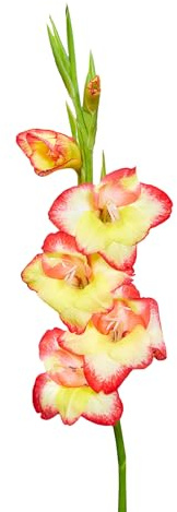 Gladiolenzwiebeln 60 x 'Las Vegas' - The Bulb Farmers - Sommer - in den Niederlanden gezuchtet - Gladiolen Zwiebeln - Blumenzwiebeln