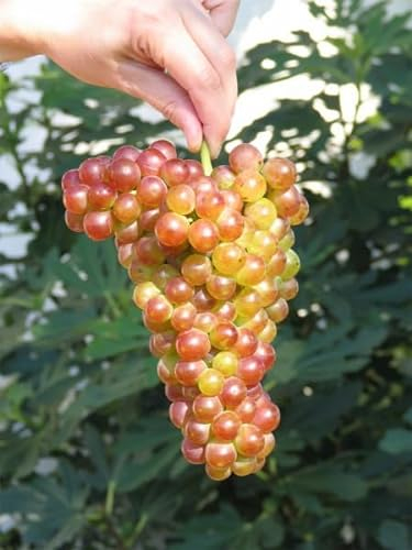 Vitis vinifera Rebe Bellarosso Weintraube Tafeltraube