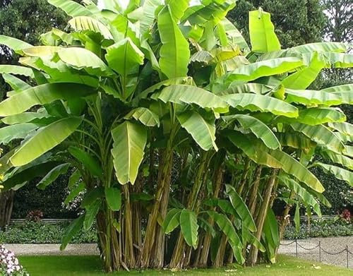 Nouvelles graines fraîches de bananier 50pcs