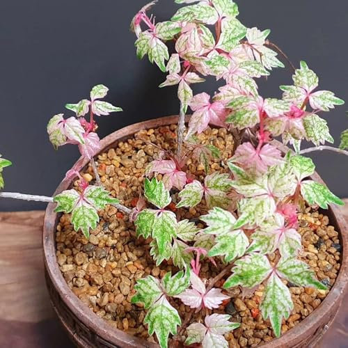 Wilder Wein Pflanze Samen, kletterpflanzen winterhart mehrjährig Wilder Wein Winterhart Schnellwachsend, balkonblumen kletterpflanzen steingartenpflanzen winterhart luftreinigende 100pcs