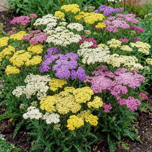 Achillea-samling - 10 Växter - Blandning av 3 Sorter - Härdiga och Perenna - Perenner från Holland - Blommande och Doftande Växter för Trädgårdar och Rabatter - Inga Frön, Lökar och Inte Konstgjorda