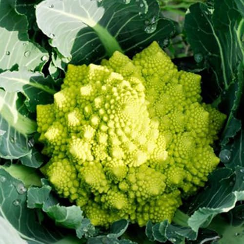 semi di cavolfiore - giardino roccioso decorazione esterna 125pcs