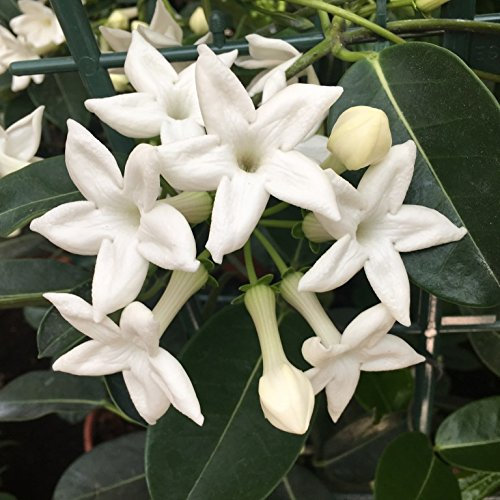 Jazmín de Madagascar - Stephanotis - Maceta 12cm. - Altura aprox. 45cm. - Planta viva - (Envíos sólo a Península)