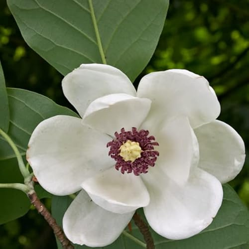 Magnolia sieboldii – Magnolia sieboldii 50–60 C –