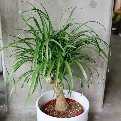 55pcs Beaucarnea Recurvata Ponytail Palm Tree Seeds