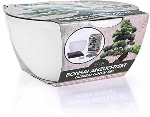 Bonsai Set di coltivazione Bonzai Starter Kit Tree Albero da regalare Regalo di compleanno Ciotola in porcellana dalla Germania + Ceramica + Pietre laviche + Terra + Opuscolo (pino)