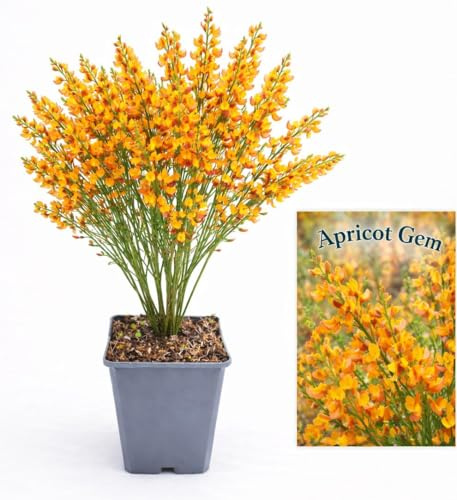 POWERS TO FLOWERS - GINESTRA ARANCIONE, VARIETA' 'APRICOT GEM', VASO 12CM DIAMETRO, pianta vera