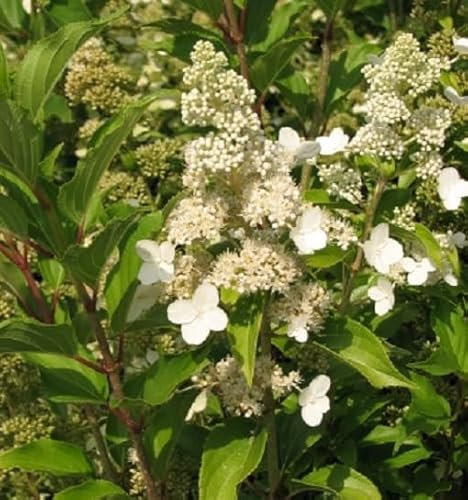3 x Hydrangea Paniculata 'Kyushu' - Rispenhortensie 'Kyushu' 40-50 cm im Container
