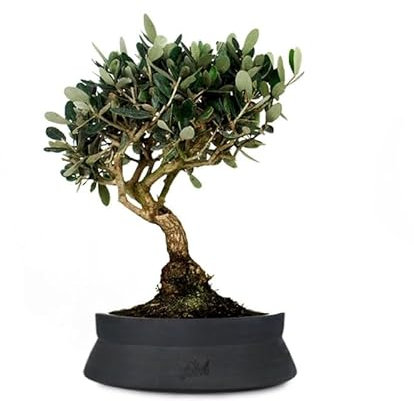 Olivo Bonsai Altezza 45 cm, Pianta Vera, Pianta da Interno ed Esterno - Vaso Artigianale di Terracotta - Nero Space
