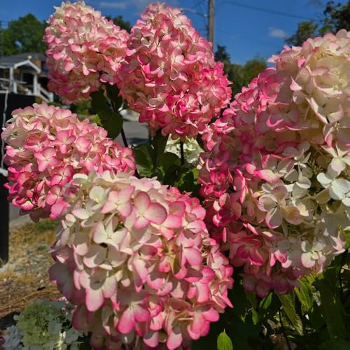 100 pcs Rispenhortensien Winterhart Pflanze, winterharte pflanzen bodendecker winterhart Hydrangea Paniculata blumensamen balkon balkon pflanze bienenweide saatgut pflanzen garten