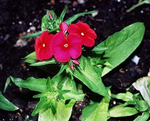 Phlox-Red- (Drummondii Compacta) - 200 Semi- Bogo 50% di sconto sul vendita