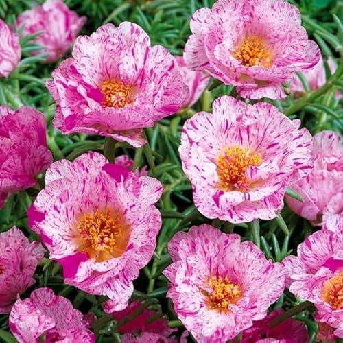 Buy4seeds 400 Seeds Moss Rose Happy Hour Peppermint Portulaca grandiflora - Flower