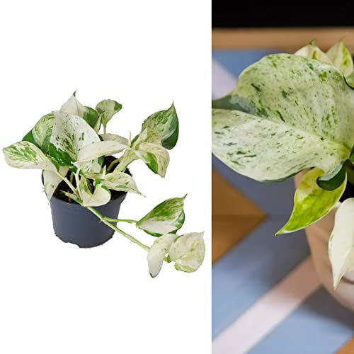 Epipremnum 'Happy Leaf' Manjula Pothos - Indoor Plant in 12cm Pot - Unusual Variegated Variety (1 Plant)
