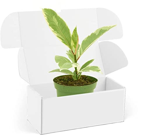 DECOALIVE Ficus Elastica Variegata Planta Natural para el Hogar o la Oficina