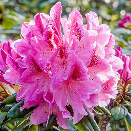 Rhododendron Cosmopolitan Evergreen Outdoor Garden Shrub Pink Red Flowering Plant in Pot (9cm Pot, 20-30cm)