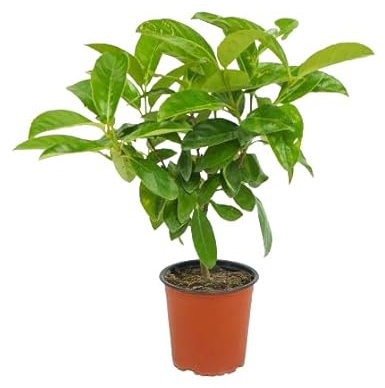 Viburnum Lucidum Natural Árbol Ornamental y Resistente para Jardines