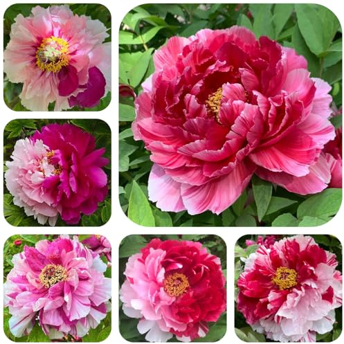 bulbi di peonie resistenti, al freddo per il giardino peonia in estremamente primaverili 5pcs