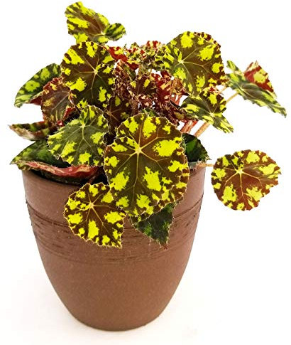 POWERS TO FLOWERS - BEGONIA REX TIGER IN VASO CERAMICA MOKKA, pianta vera
