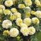 Marigold Seeds Half-Hardy Annual Tagetes Garden Plants French Vanilla F1 1 Packet of Seeds by Thompson and Morgan