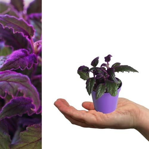 Carbeth Plants - 1 x Gynura aurantiaca Purple Passion Mini Indoor Plant in 6cm Pot - Real Evergreen Fast Growing Foliage Houseplant - Eye Catching Velvet Plant Ideal for Bathroom & Bedroom Decor