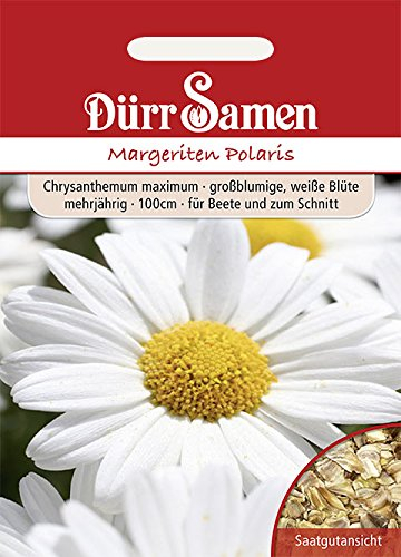 Dürr-Samen - Margeriten Polaris weiß mehrjährig 100 cm Saatgut