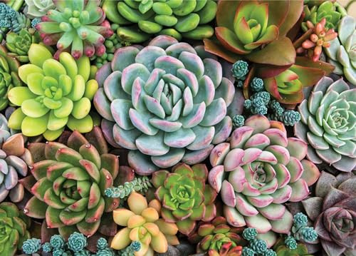 Succulent Garden 1000 Piece Jigsaw Puzzle