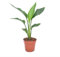 Plant in a Box - Strelitzia Reginea - Königs-Strelitzie - Grüne Zimmerpflanze - Topf 9cm - Höhe 25-40cm