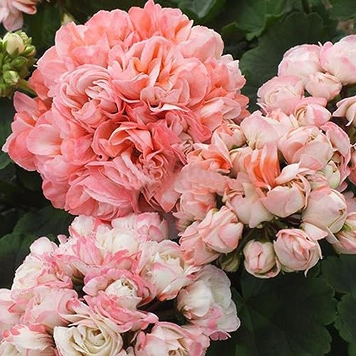 PERZOE 20 semillas de flores de geranio pelargonium, planta de decoración de jardín en casa con balcón en maceta