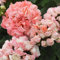 PERZOE 20 semillas de flores de geranio pelargonium, planta de decoración de jardín en casa con balcón en maceta