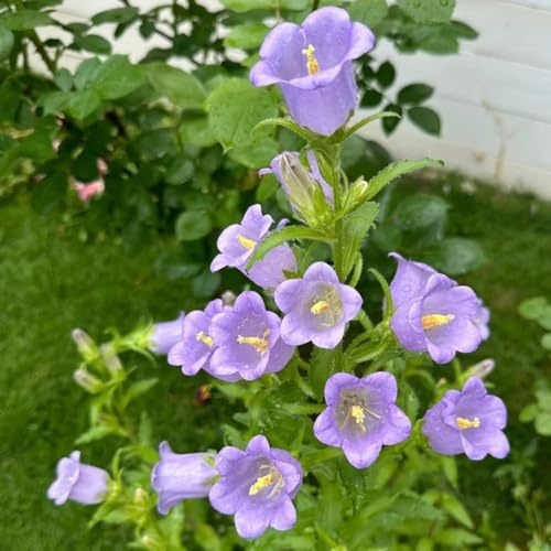 Semillas de campanilla-Campanula Medium,de jardín,decoración de sala de estar.Decoración de jardín para exteriores,colorida de balcón 100pcs