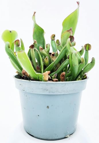 POWERS TO FLOWERS - HELIAMPHORA VASO 10CM, 1 PIANTA, pianta vera