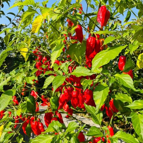 100 piezas semillas de carolina reaper jardín orgánicas exóticas es orgánicos