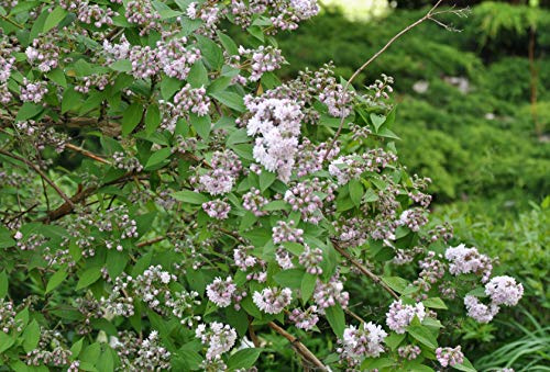 Sternchenstrauch Deutzia scabra Codsall Pink 60-100 cm winterhart