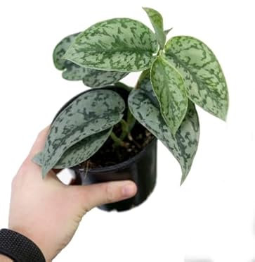 Poto Scindapsus Natural Planta Tapizante que Marcará la Diferencia