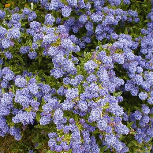 1 X CEANOTHUS 'BLUE MOUND' IMMERGRÜNER STRAUCH ROBUSTE GARTENPFLANZE IM TOPF