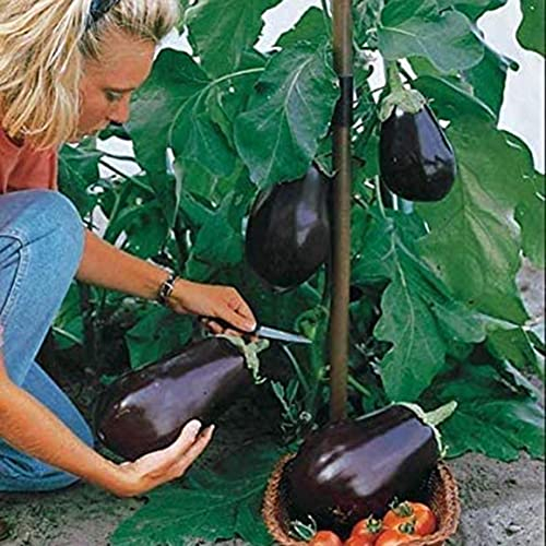 Saterkali Imperial Auberginensamen, 200 Stück Imperial Auberginensamen Nahrhafte Gemüsegarten Hinterhofpflanzung Auberginensamen