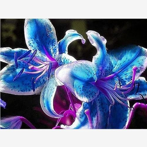 Lilien zwiebeln,winterharte,lilie riesen,lilie ismene,lilienknollen,lilien deko,lilien im topf,asiatische lilien,lilien,lilien zwiebeln winterhart mehrjährig,lilie forever susan.-2zwiebeln-C