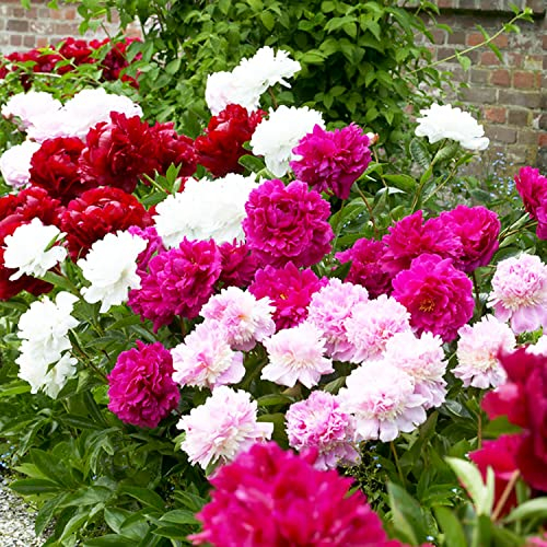 Pfingstrosen Pflanzen Winterhart Passion Kollektion - 3 Wurzeln - große Päonien Hybride Mix - Mehrjährige Stauden - Pflanzen aus Holland für Garten und Topf (kein Samen, Zwiebeln, nicht künstlich)