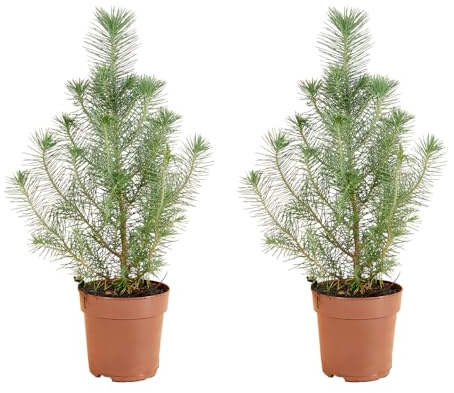 Bloomique – 2er-Set – Silberkamm-Pinus pinea – Schirmkiefer – Kiefer – Tanne – Für drinnen und draußen – Winterhart – Immergrün – 20–30 cm hoch – Topf 10,5 cm