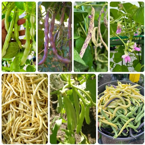 semillas de frijol arbustivo - balcón exóticas organicas 120pcs