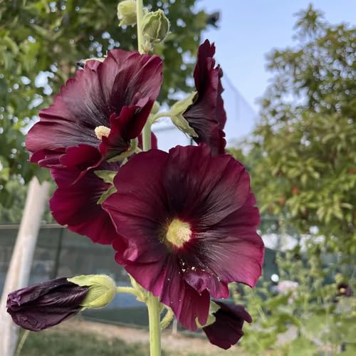 semillas de malva real - malvas reales ornamentales lugares soleados malva loca semillas de tapizantes resistentes al invierno Decoraciones otoñales 750semillas