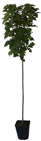 Titania (R) schwarze Johannisbeere fein-säuerlich Stämmchen 50 cm Stamm 120-140 cm im 3-5 Liter Topf