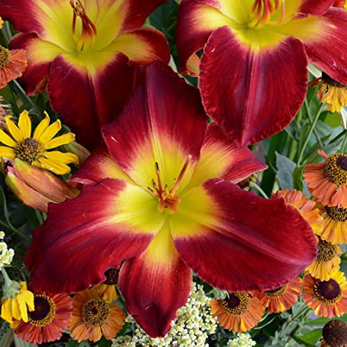 Hemerocallis,daylily,bulbi hemerocallis,daylily bulbi,erbacea perenne,hemerocallis fulva,Fiori facili da piantare,possono essere piantati in vaso o a terra