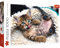 Trefl 916 10448 EA 1000pcs Kitten, Coloured, Farbig