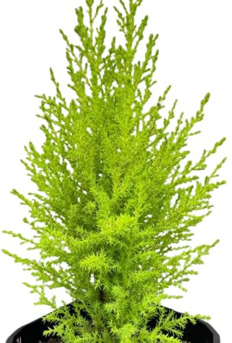 Ciprés Amarillo Natural Plant para Crear Arbustos en el Jardín
