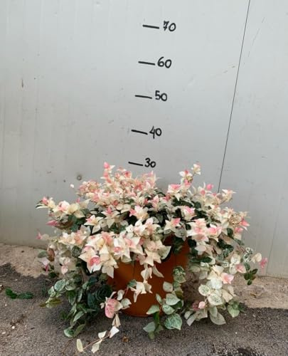 Vivaio Garden Forest Trachelospermum Jasminoides Tricolor Vaso 18 cm
