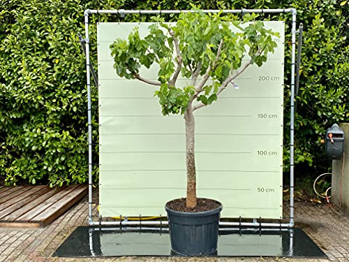 Tropictrees - FEIGENBAUM - 250CM, STAMMUMFANG 30-40 CM MIT SÜSSER DUNKLER FEIGE - A+